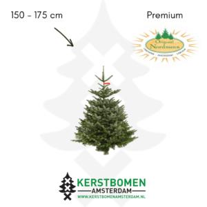 Nordmann kerstboom